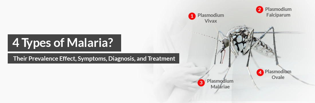 What Are the 4 Types of Malaria?